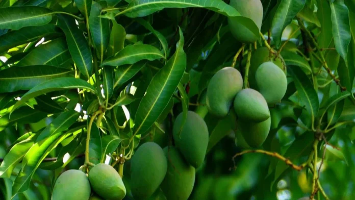 mango-farming 1